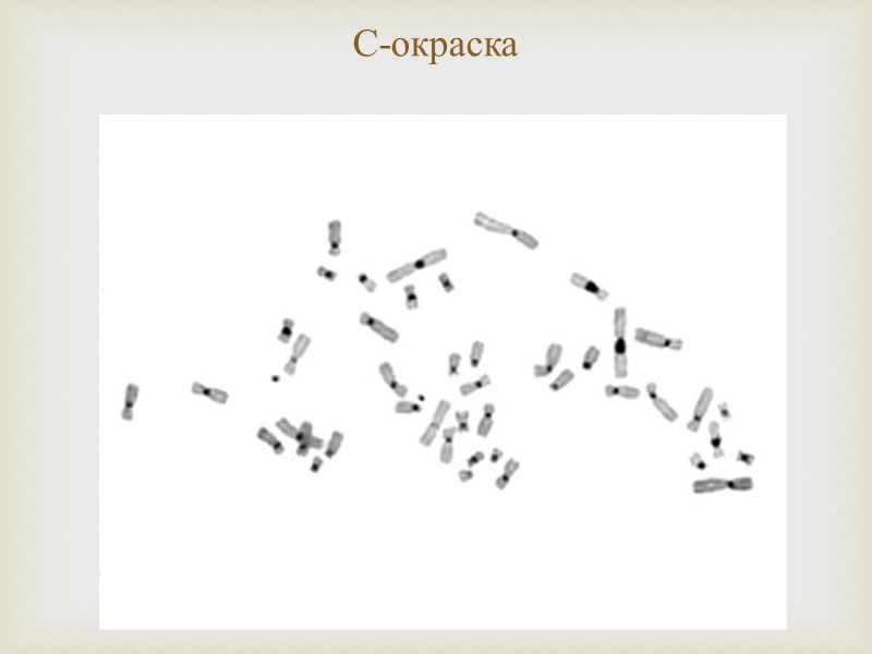 С-окраска